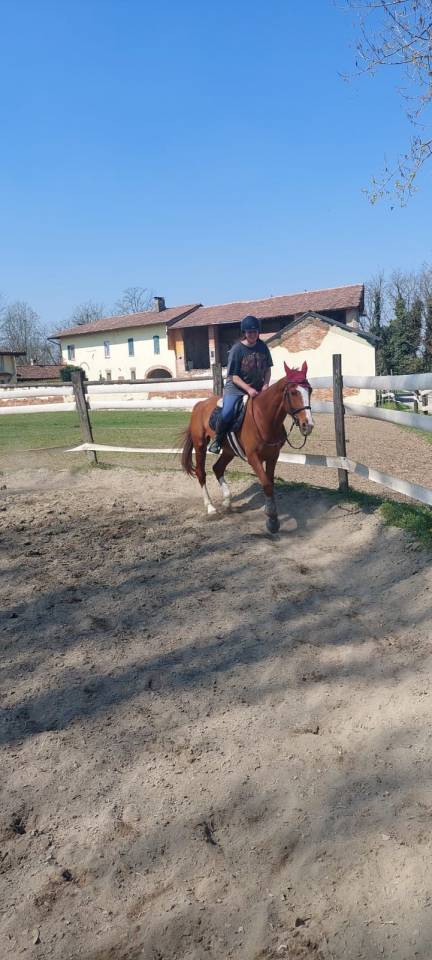 Castrone irlandese 6 anni