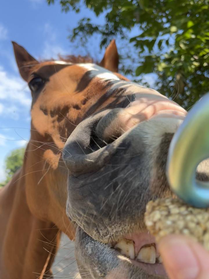 Castrone irlandese 6 anni