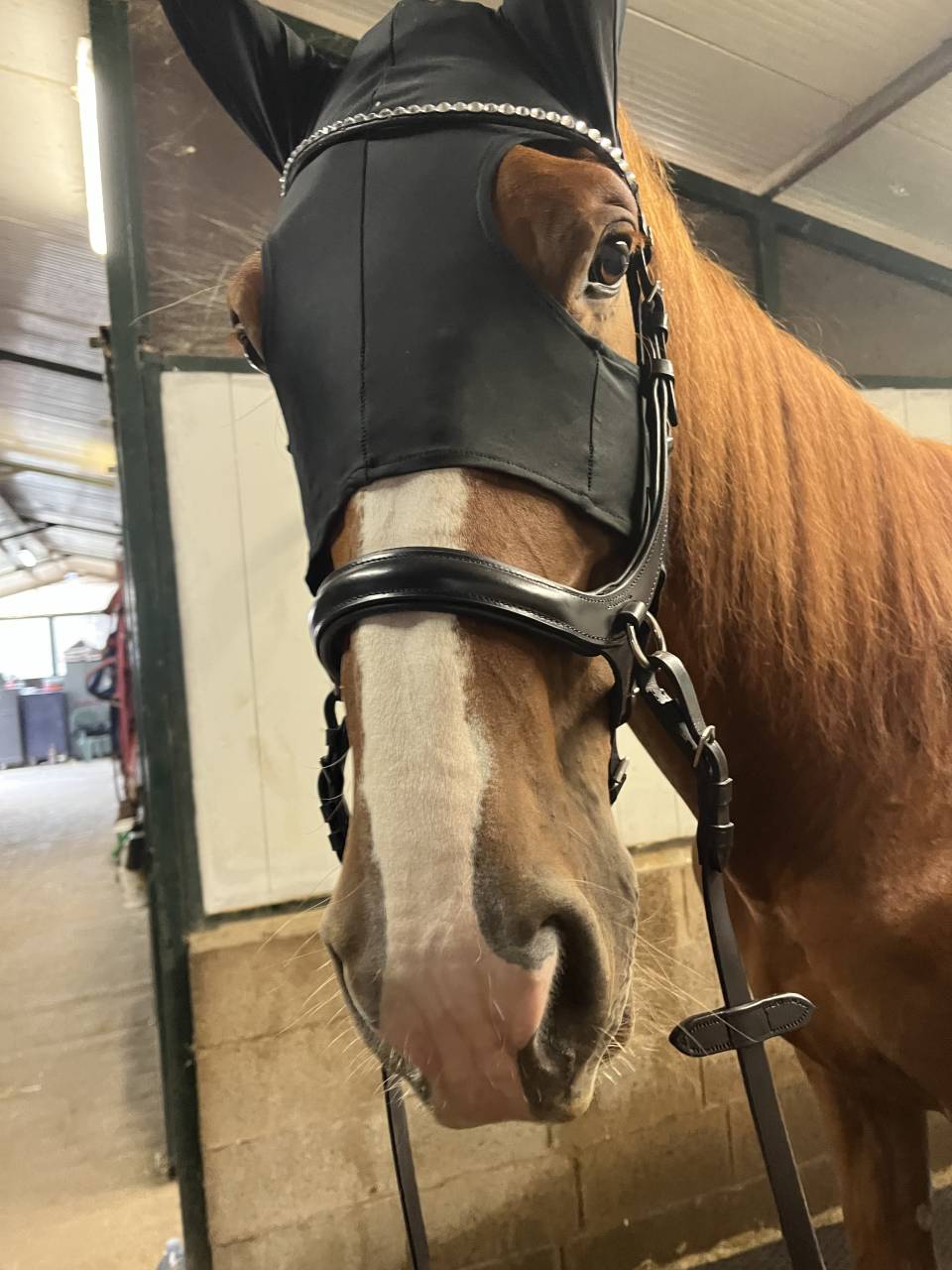 Castrone irlandese 6 anni