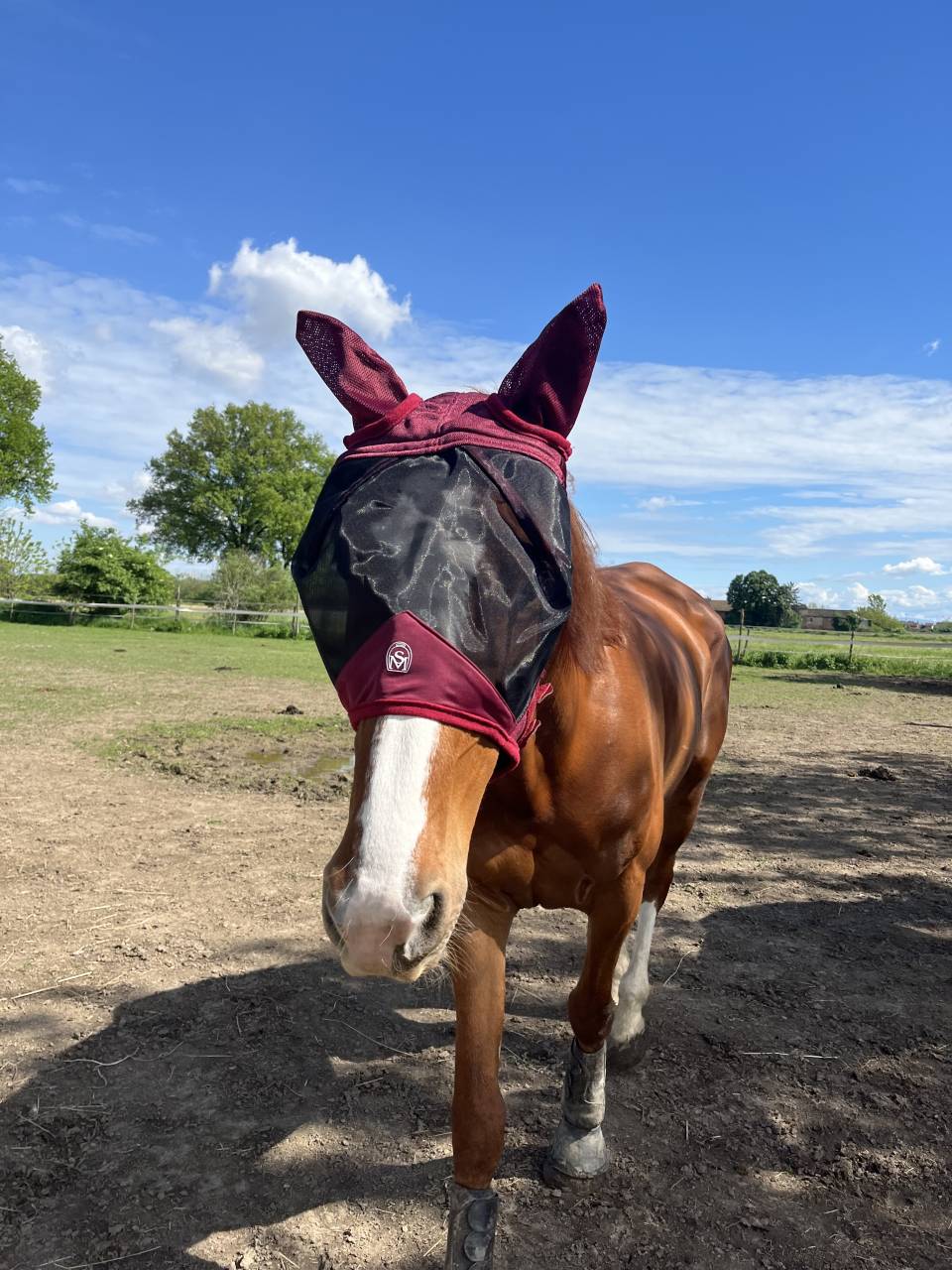 Castrone irlandese 6 anni