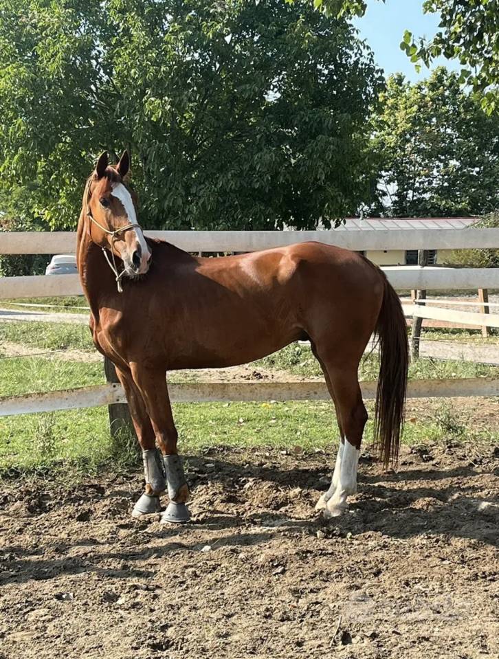 Castrone irlandese 6 anni