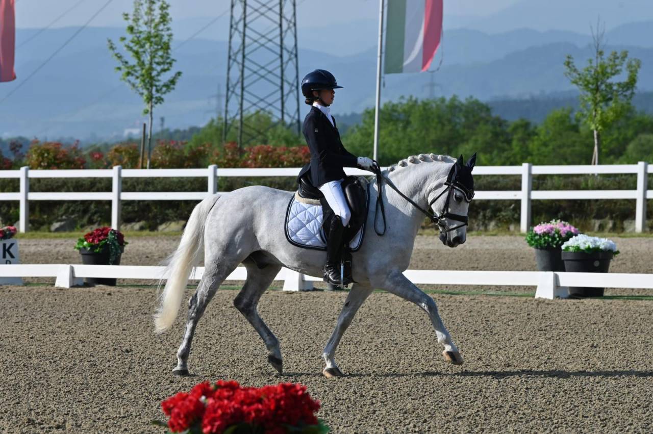 ULIOR DE BELEBAT Pony FEI Francese da Sella 2008 Grigio