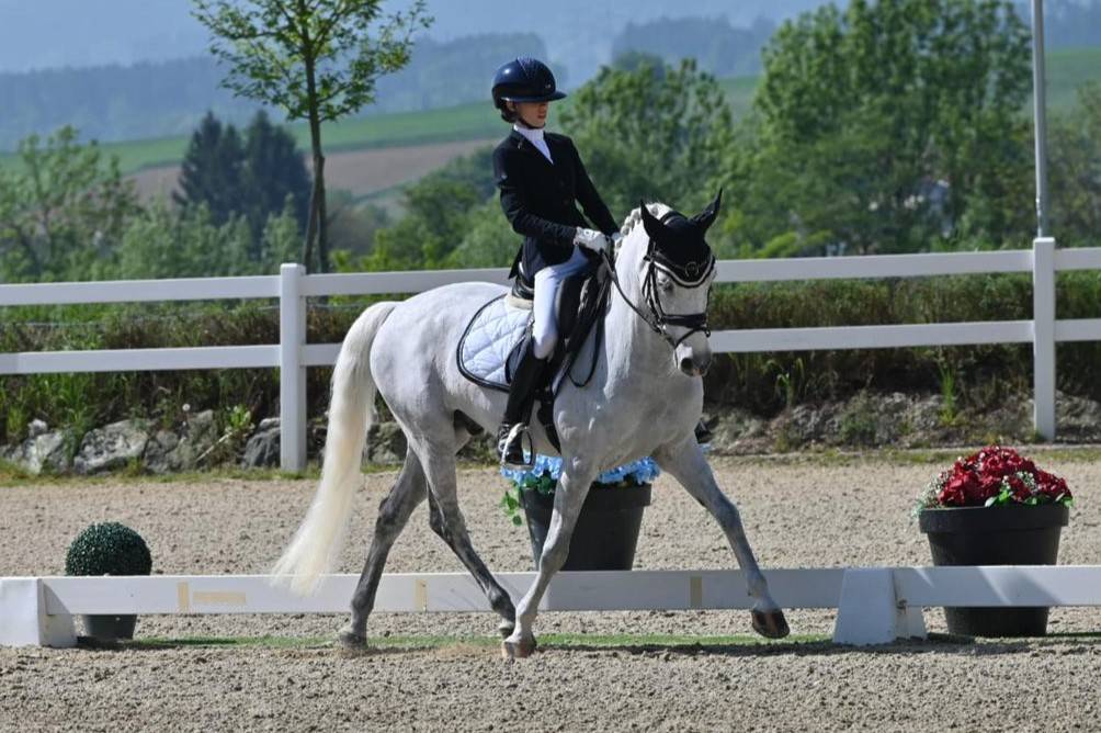 ULIOR DE BELEBAT Pony FEI Francese da Sella 2008 Grigio
