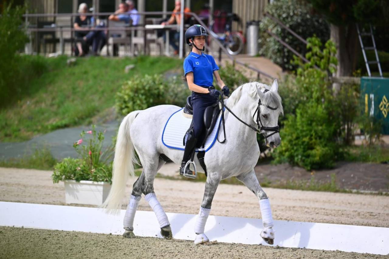 ULIOR DE BELEBAT Pony FEI Francese da Sella 2008 Grigio