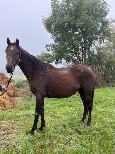 Fattrice Purosangue In vendita 2011 Baio ,  Spirit One