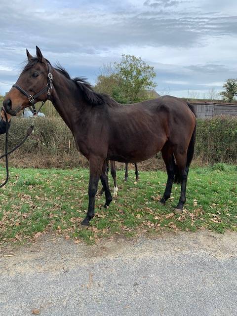 Fattrice Purosangue In vendita 2011 Baio ,  Spirit One