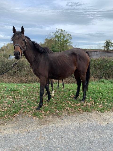 Fattrice Purosangue In vendita 2011 Baio ,  Spirit One