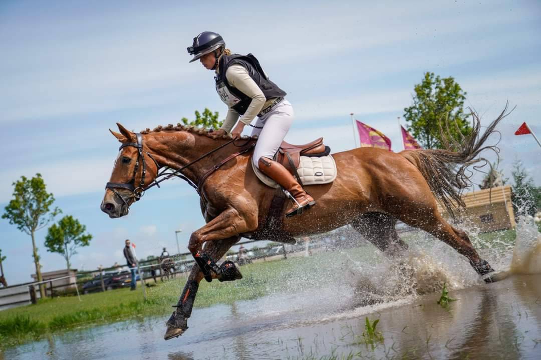 Cavalla BWP Cavallo da Sangue Belgio In vendita 2011 Sauro
