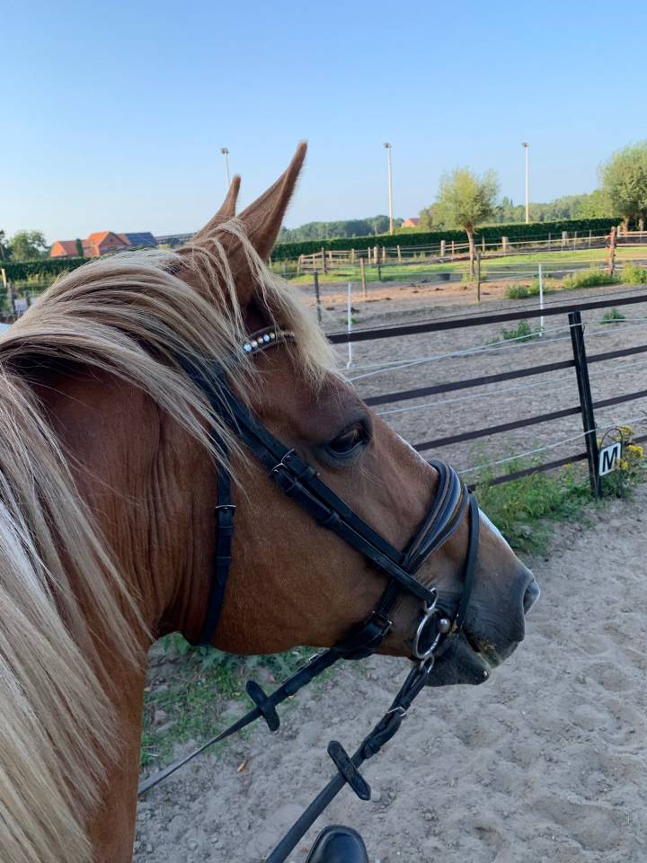 Cavalla BWP Cavallo da Sangue Belgio In vendita 2011 Sauro