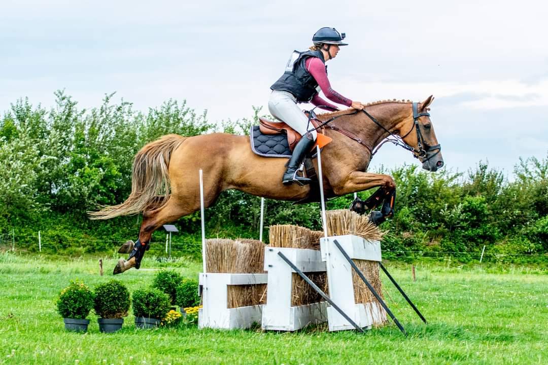 Cavalla BWP Cavallo da Sangue Belgio In vendita 2011 Sauro