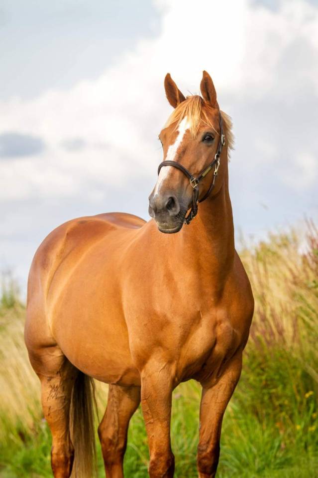 Cavalla BWP Cavallo da Sangue Belgio In vendita 2011 Sauro