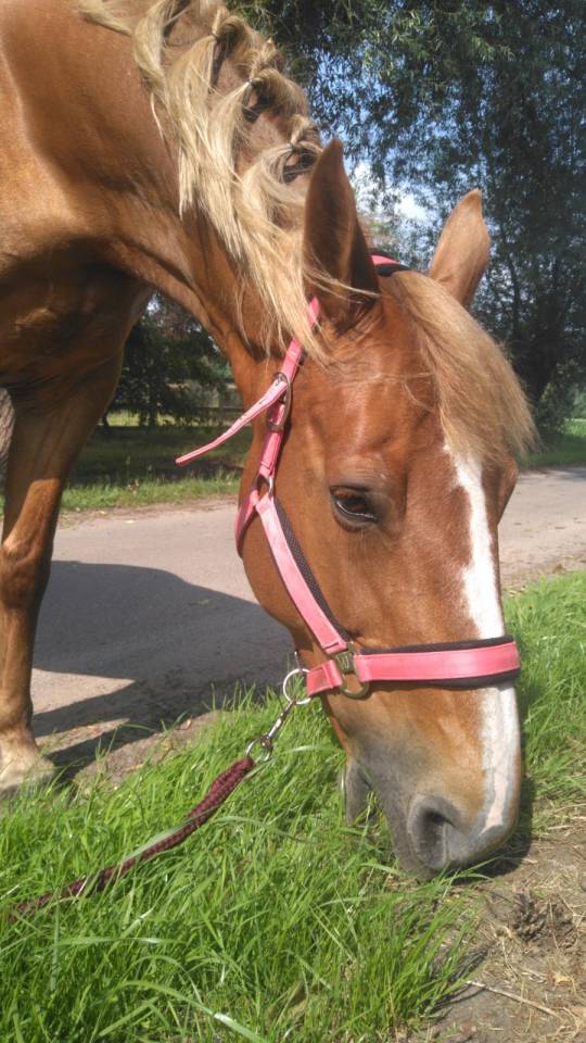Cavalla BWP Cavallo da Sangue Belgio In vendita 2011 Sauro