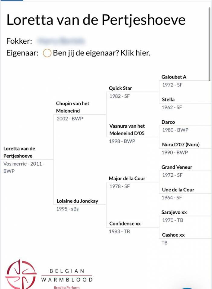 Cavalla BWP Cavallo da Sangue Belgio In vendita 2011 Sauro