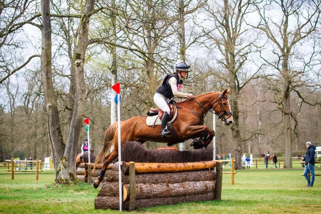 Cavalla BWP Cavallo da Sangue Belgio In vendita 2011 Sauro