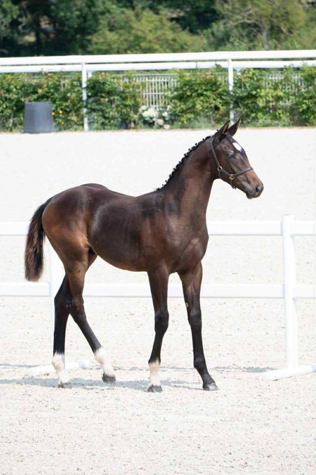 Puledro Sella Francese In vendita 2025 Baio scuro