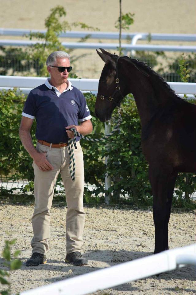 Puledro Sella Francese In vendita 2025 Baio scuro