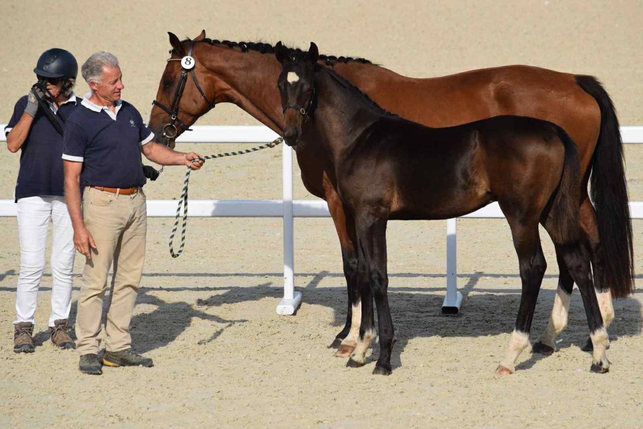 Puledro Sella Francese In vendita 2025 Baio scuro