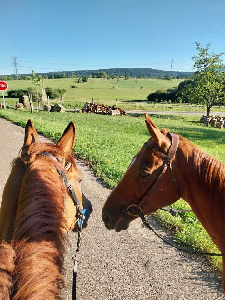 Castrone Purosangue Inglese In vendita 2019 Sauro