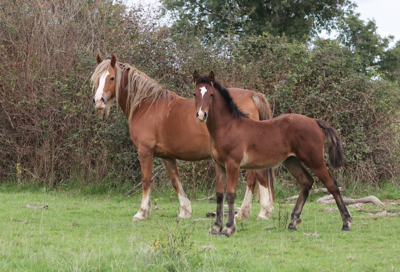 Puledra Welsh Poney (Sezione D), Welsh Cob  In vendita 2025 Baio ,  Jon Snow Dragwyddol