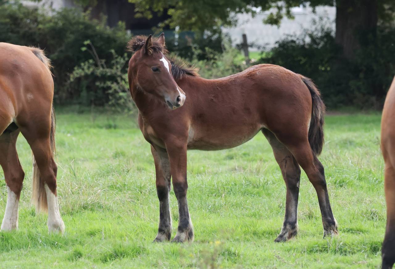 Puledra Welsh Poney (Sezione D), Welsh Cob  In vendita 2025 Baio ,  Jon Snow Dragwyddol