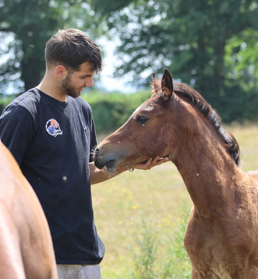 Puledra Welsh Poney (Sezione D), Welsh Cob  In vendita 2025 Baio ,  Jon Snow Dragwyddol
