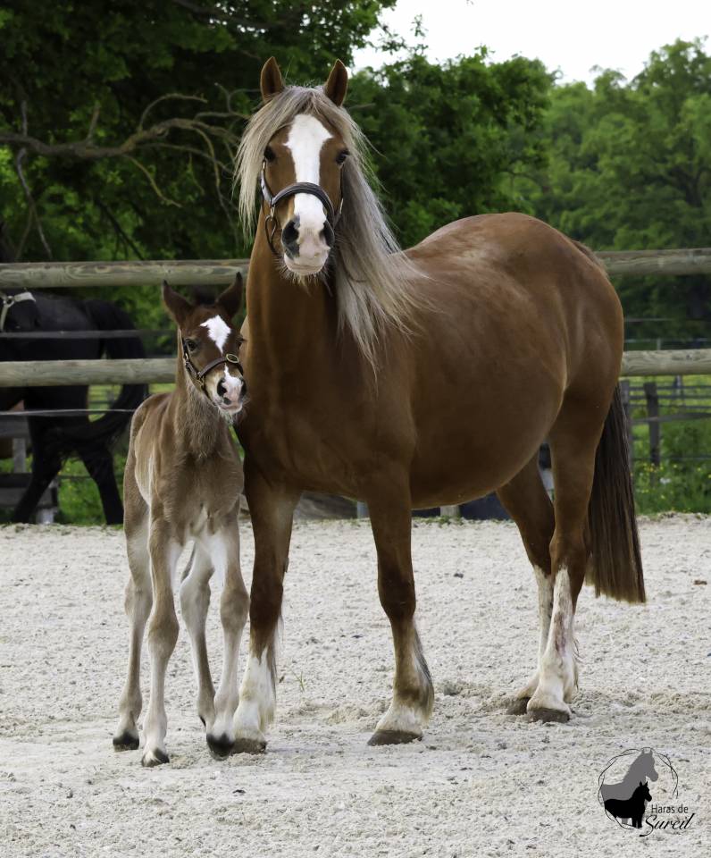 Puledra Welsh Poney (Sezione D), Welsh Cob  In vendita 2025 Baio ,  Jon Snow Dragwyddol