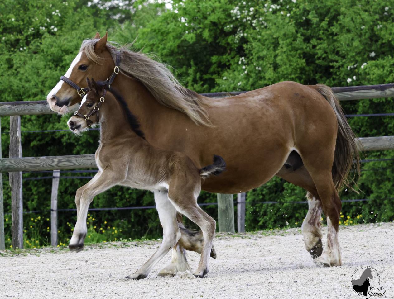 Puledra Welsh Poney (Sezione D), Welsh Cob  In vendita 2025 Baio ,  Jon Snow Dragwyddol
