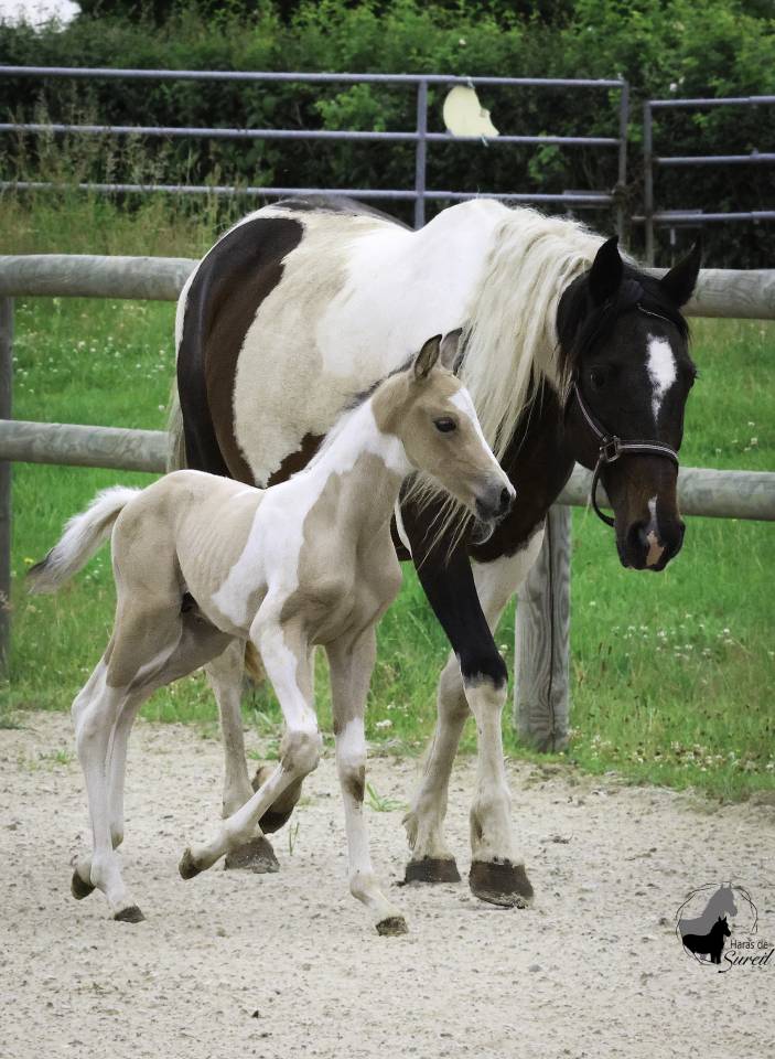 Puledro Welsh Part Bred In vendita 2025 Pezzato ,  KEIZERSKROON EDISON