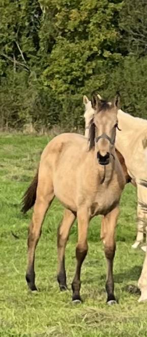 Puledra Sella Francese In vendita 2025 Isabella