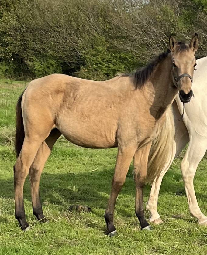 Puledra Sella Francese In vendita 2025 Isabella