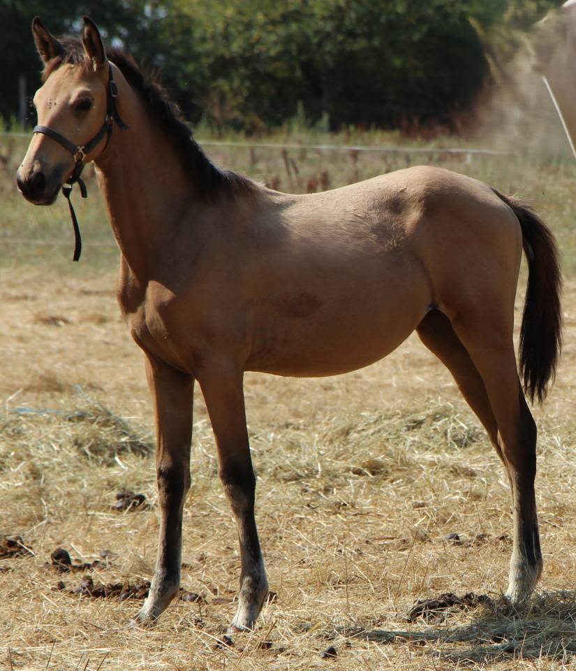 Puledra Sella Francese In vendita 2025 Isabella