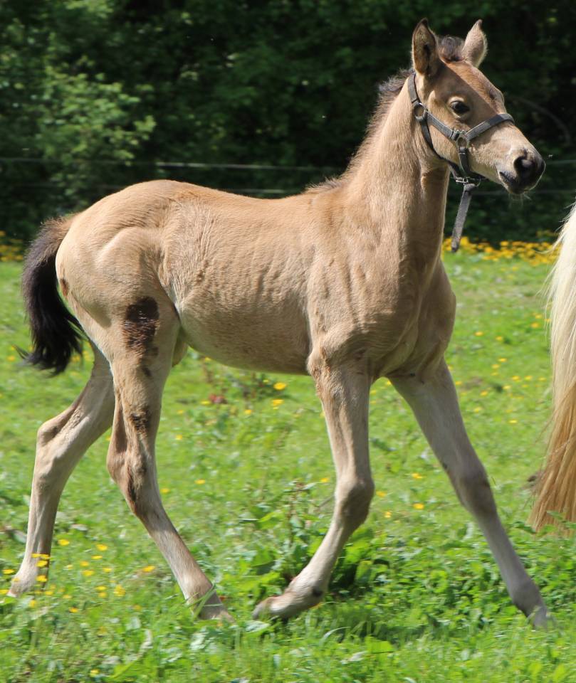 Puledra Sella Francese In vendita 2025 Isabella