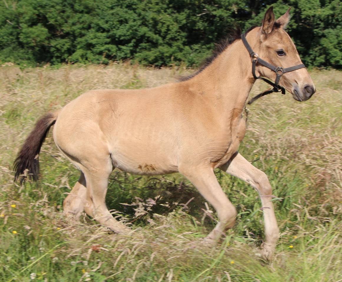 Puledra Sella Francese In vendita 2025 Isabella