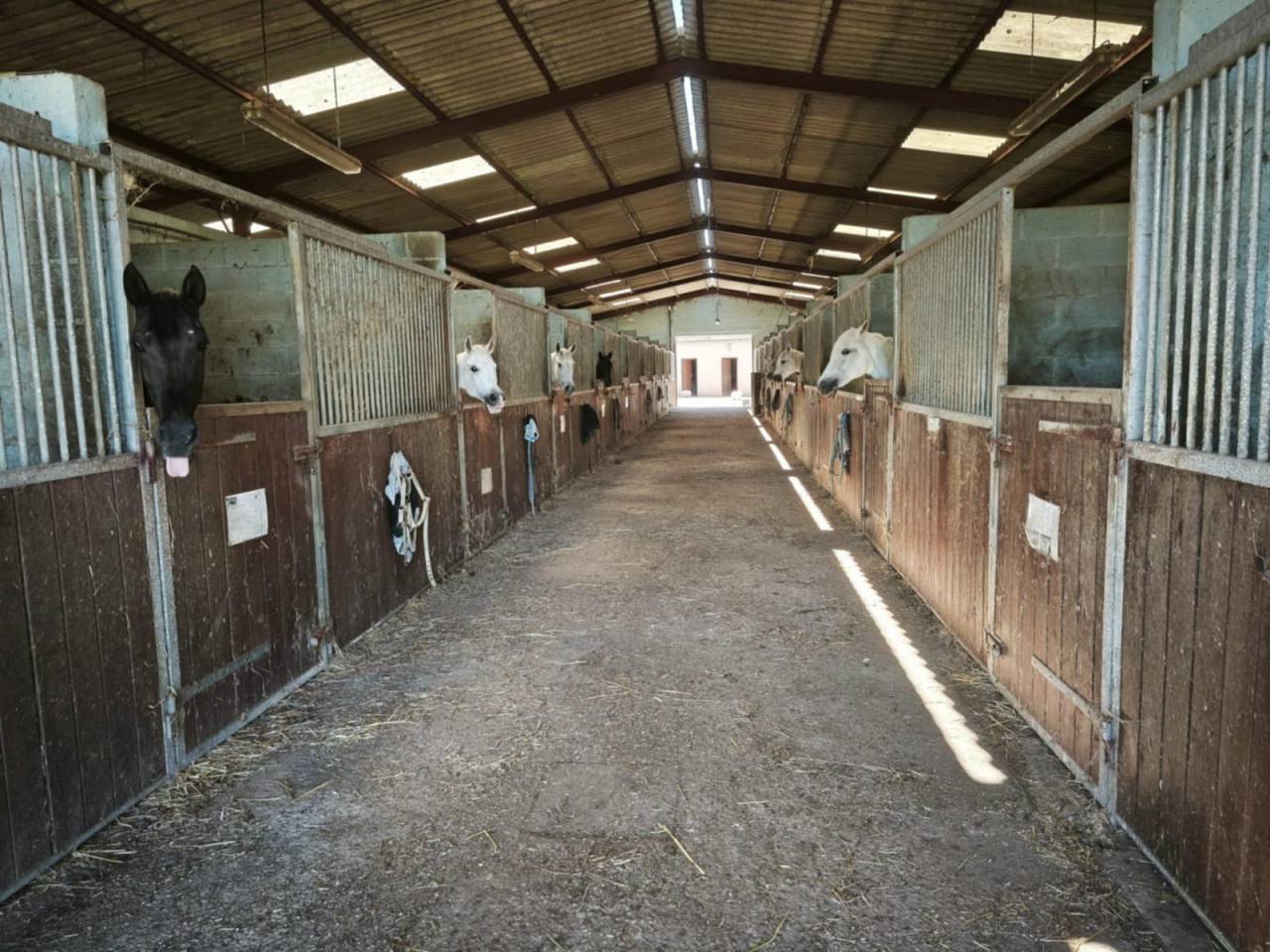 Centro di stagione cavallo In vendita Yonne