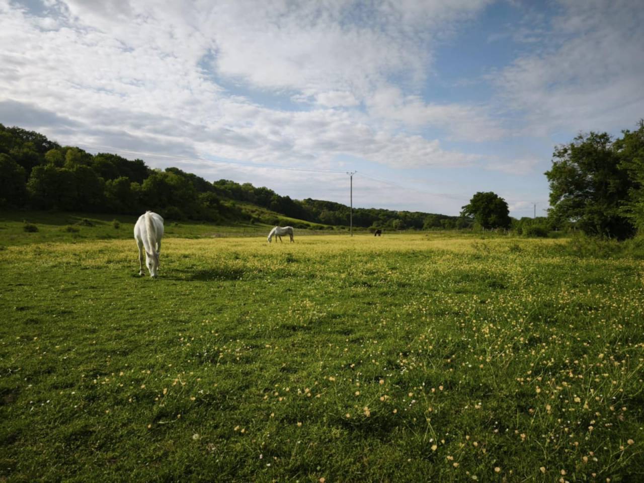 Centro di stagione cavallo In vendita Yonne