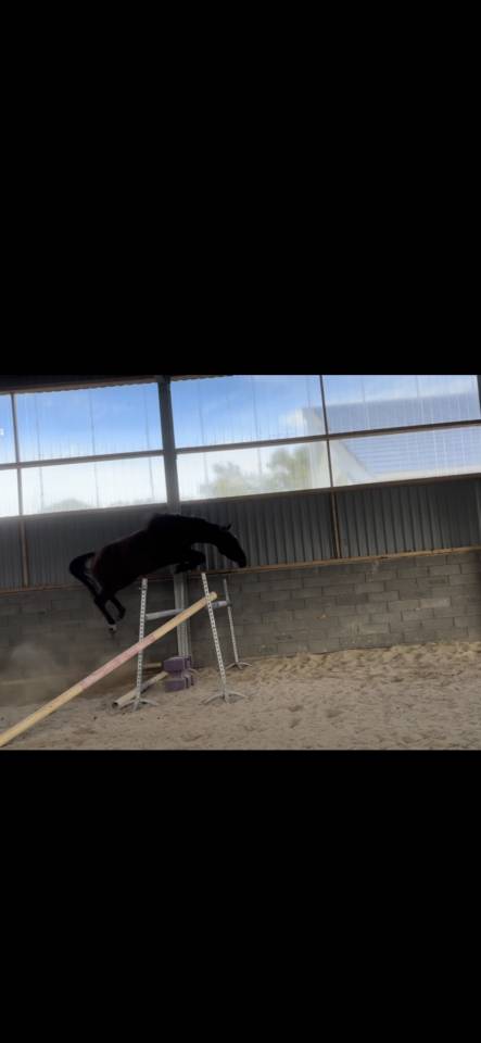 Cavalla Sella Francese In vendita 2022 Baio