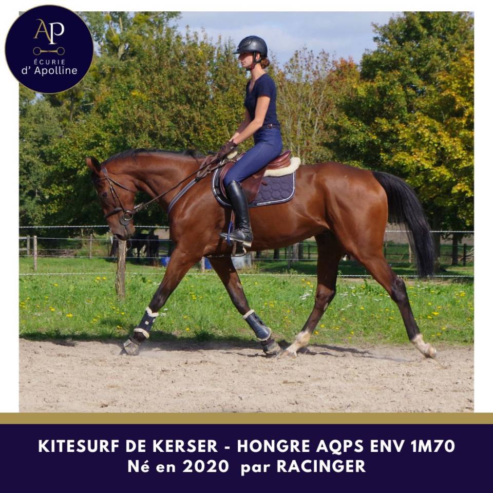 Castrone AQPS In vendita 2020 Baio