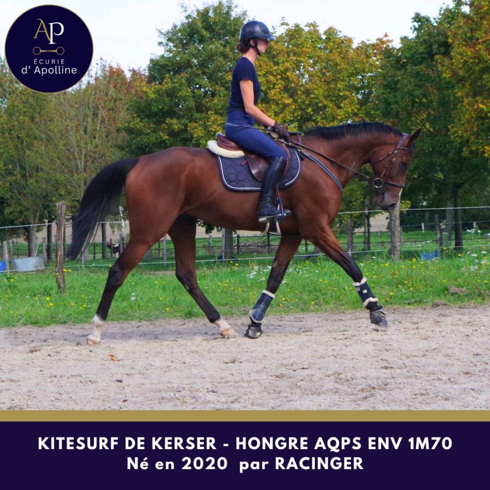 Castrone AQPS In vendita 2020 Baio