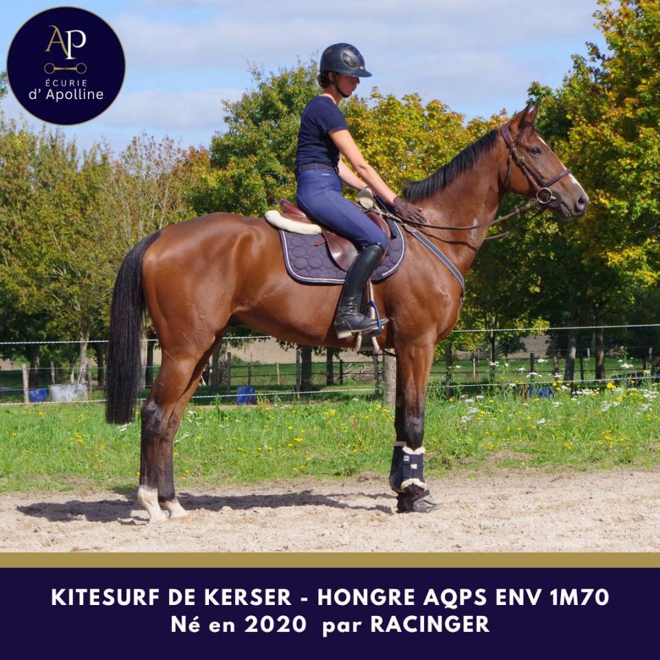 Castrone AQPS In vendita 2020 Baio