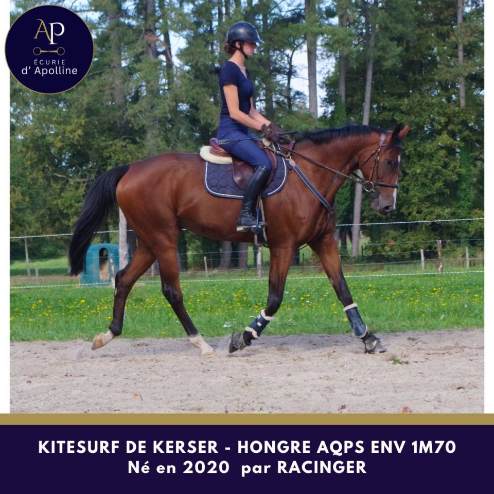 Castrone AQPS In vendita 2020 Baio