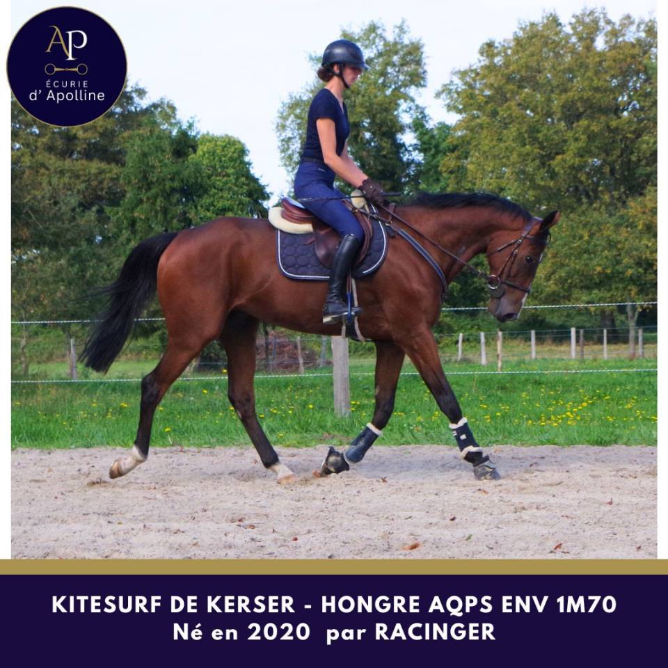 Castrone AQPS In vendita 2020 Baio