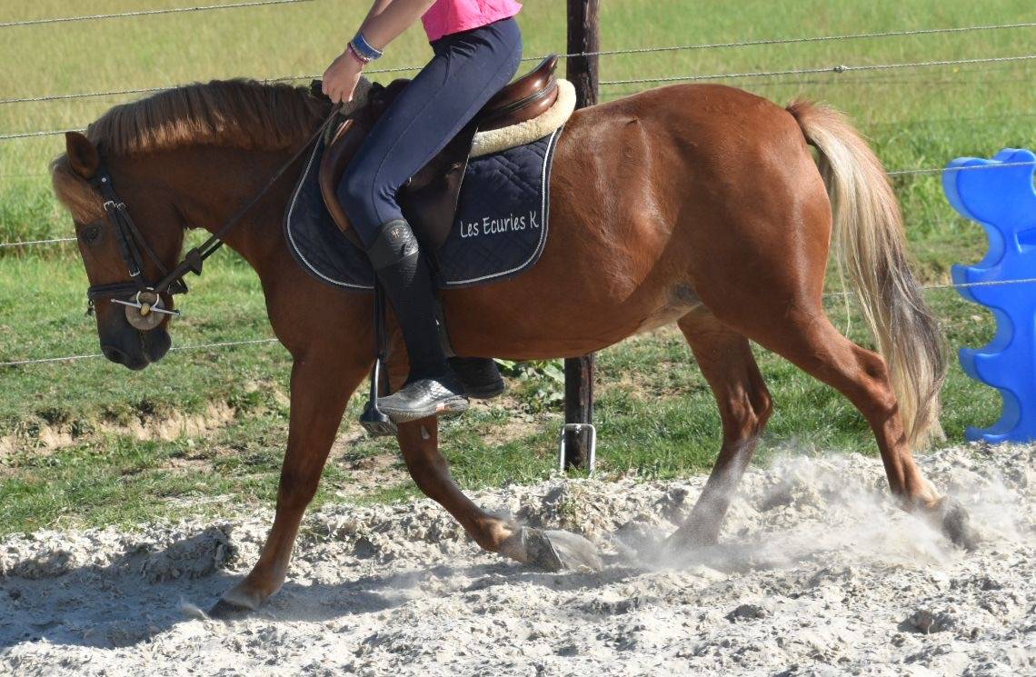 Cavalla Origine Non Constatata In vendita 2014 Sauro