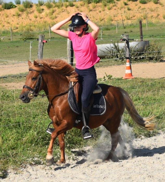 Cavalla Origine Non Constatata In vendita 2014 Sauro