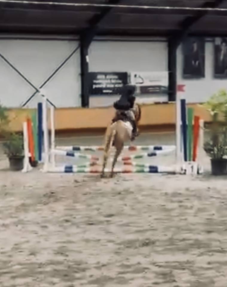 Cavalla Origine Non Constatata In vendita 2014 Sauro