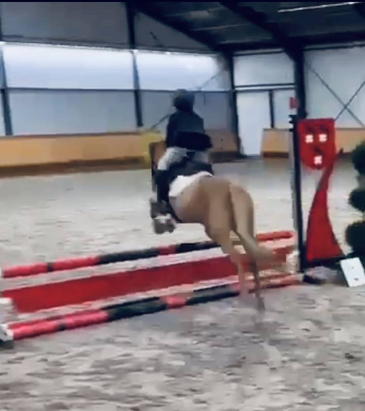 Cavalla Origine Non Constatata In vendita 2014 Sauro