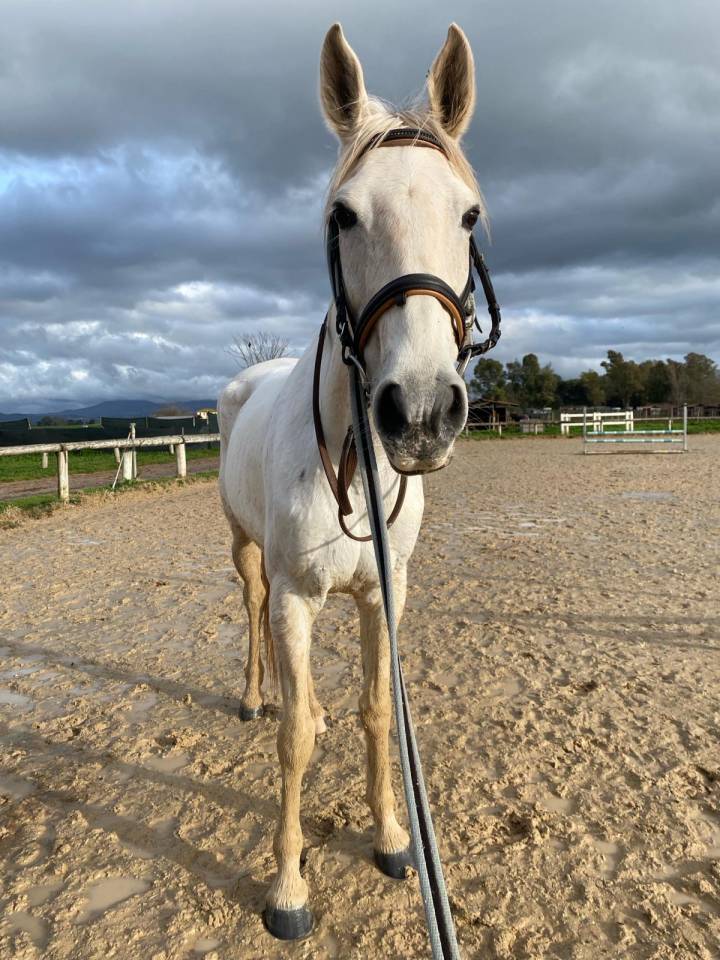 In vendita: cavalla Bella Trix – 9 anni – Anglo Arabo S