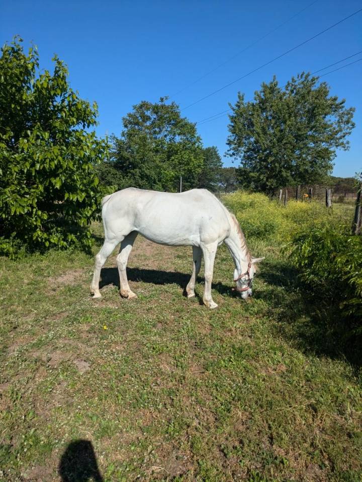 In vendita: cavalla Bella Trix – 9 anni – Anglo Arabo S