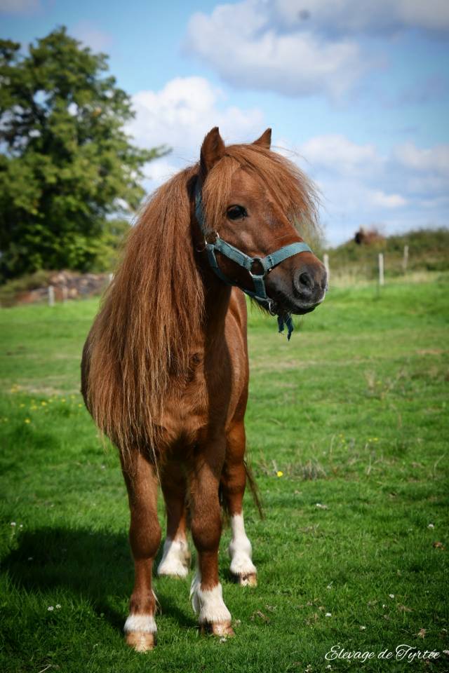 Castrone Origine non conosciuta  In vendita 2021 Sauro