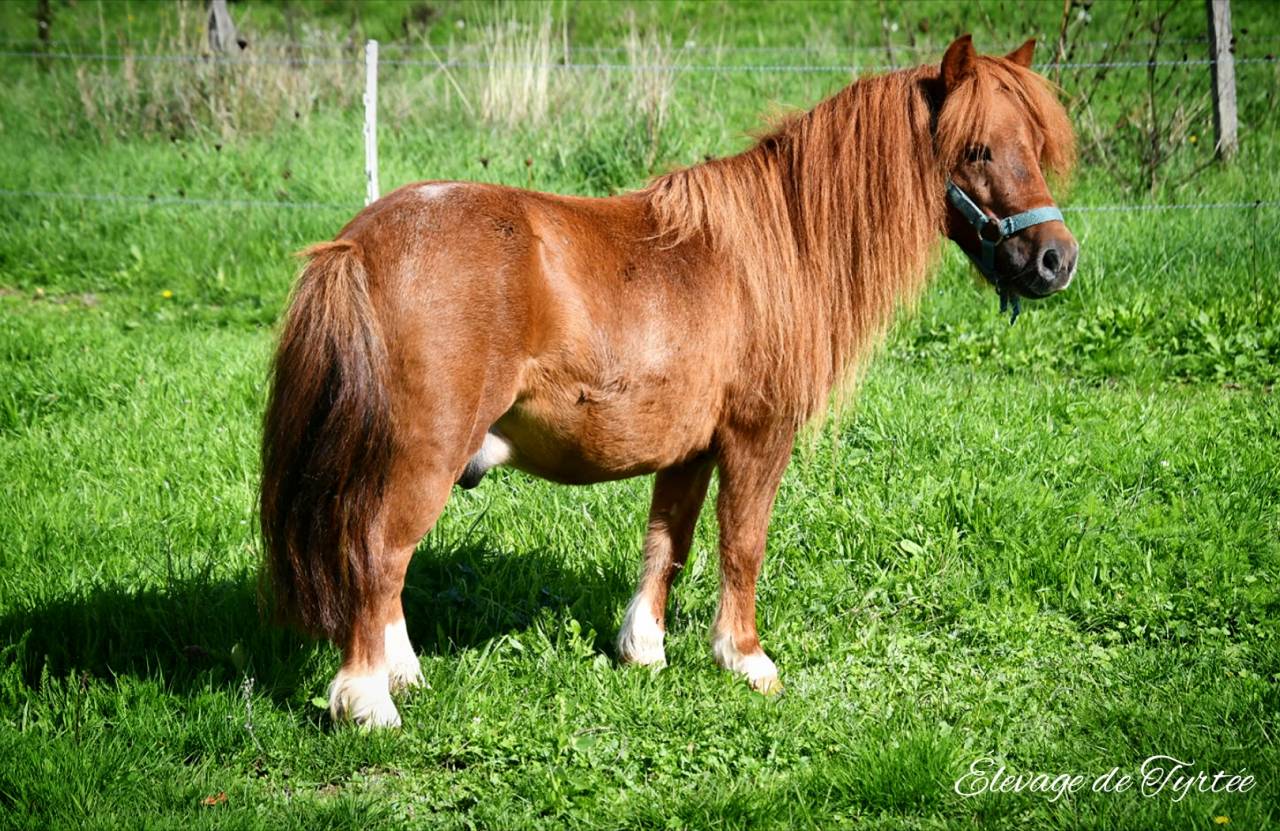 Castrone Origine non conosciuta  In vendita 2021 Sauro