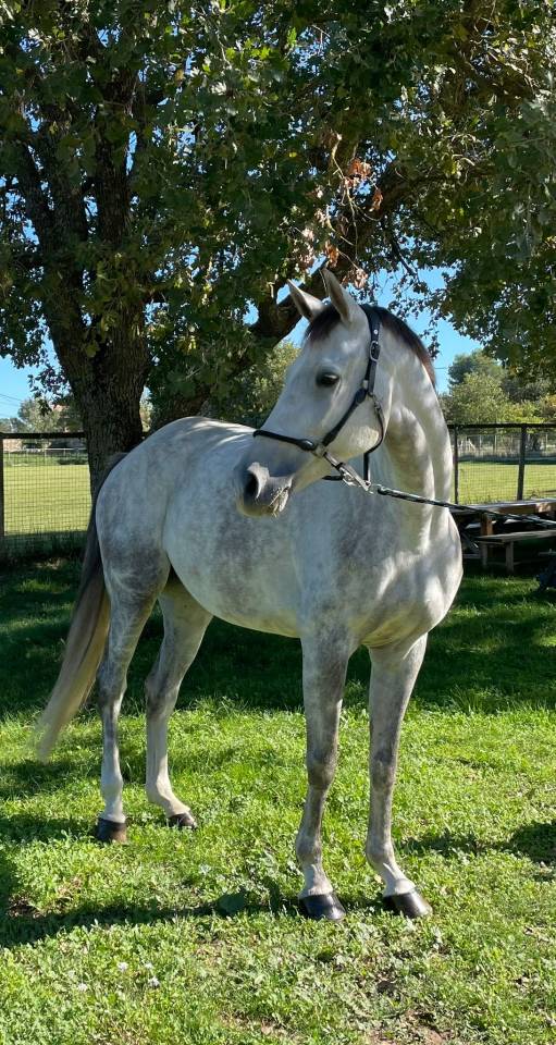 Cavalla Sella Francese In vendita 2019 Grigio